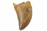 Serrated, Juvenile Carcharodontosaurus Tooth #249431-1
